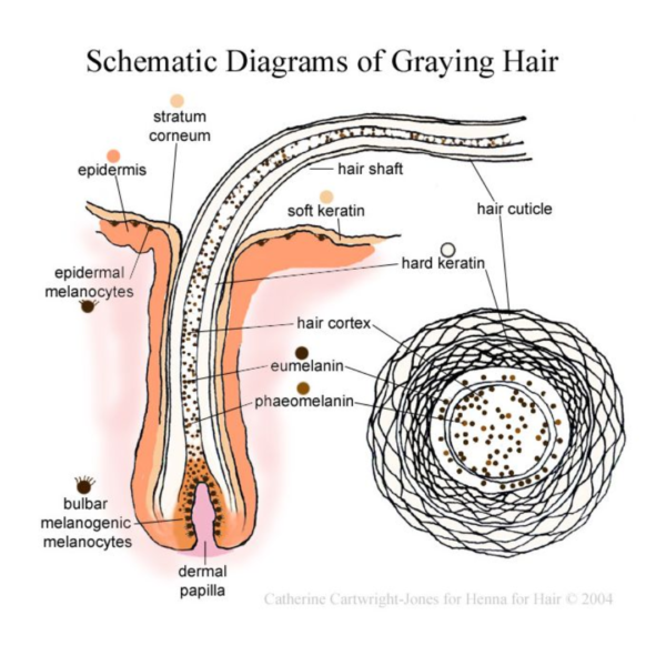 Schematic Diagrams Of Graying Hair